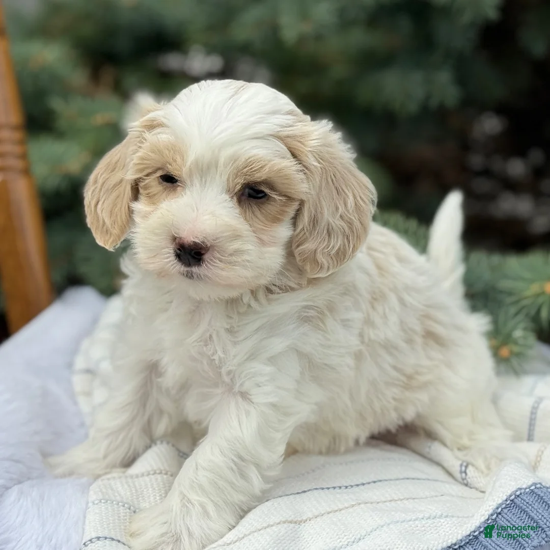Maltipoo dogs for sale: Pip - Ad 2