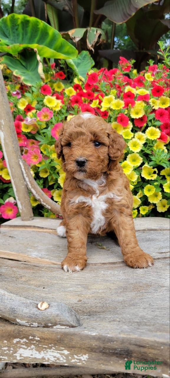Mini Goldendoodle dogs Daisy - Ad 1