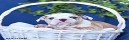 English Bulldog dogs for sale: Fawn - Ad 3