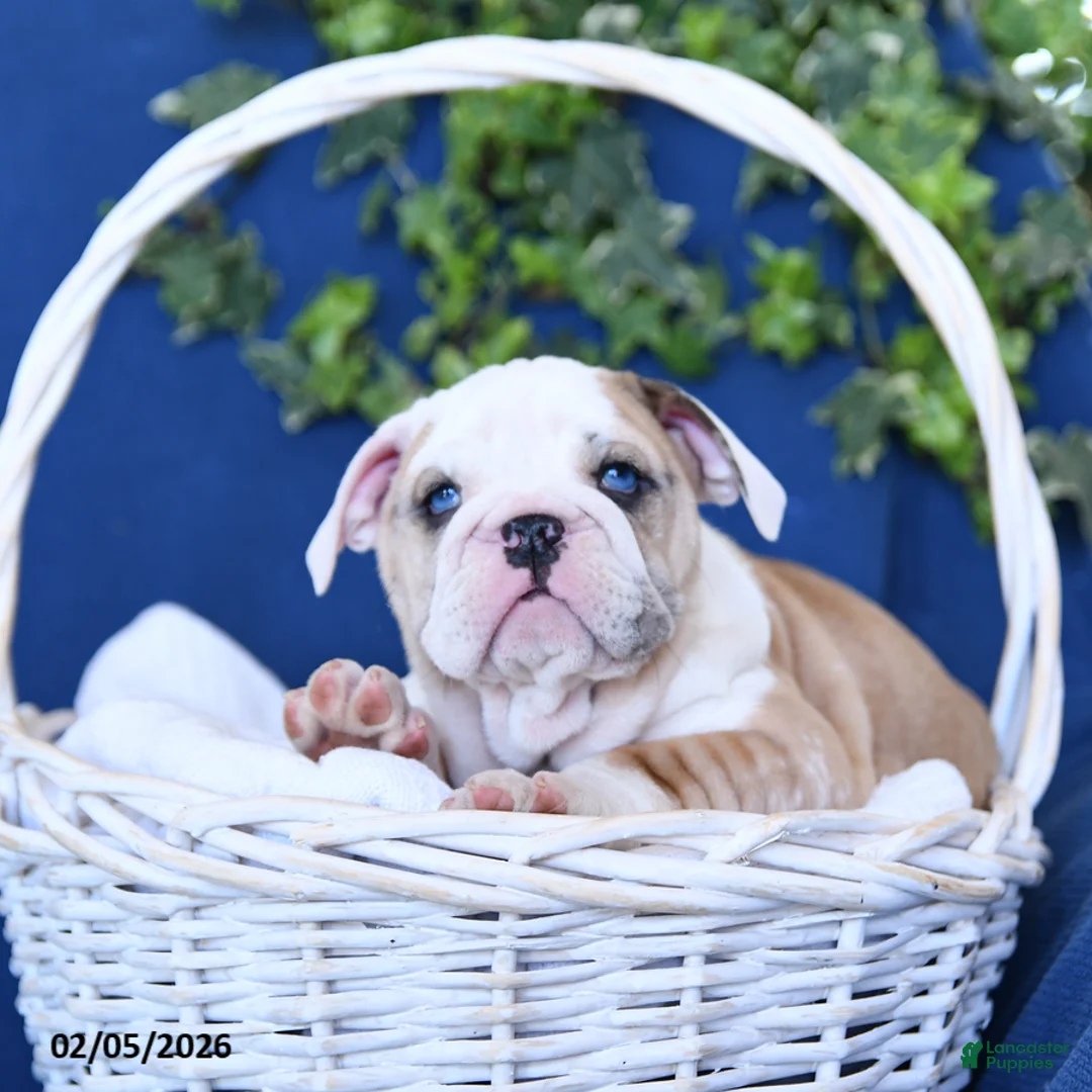 English Bulldog dogs for sale: Fawn - Ad 3