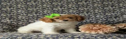 Cavapoo dogs for sale: Susanna - Ad 4