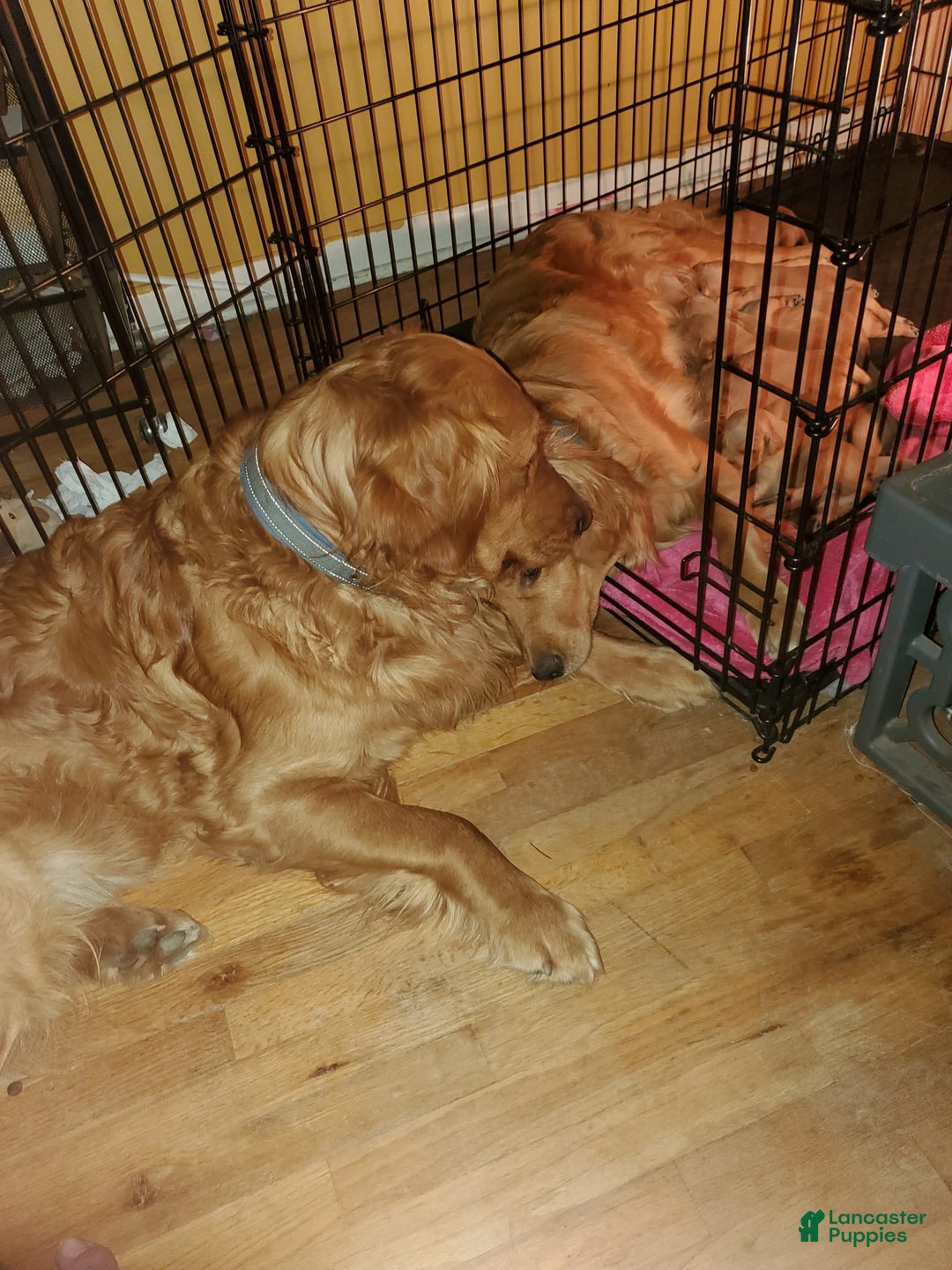 Gallery Image {{count}}