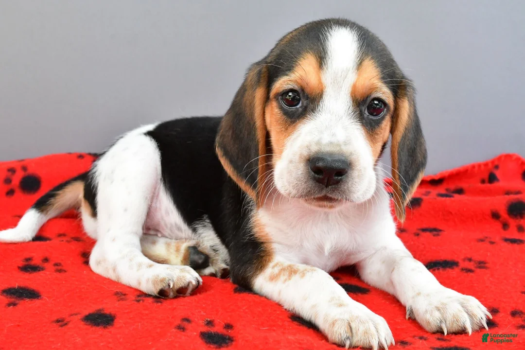 Beagle dogs for sale: Diamond - Ad 2