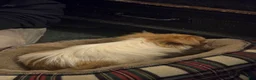 Chihuahua dogs for sale: Chihuahua Puppy 1 - Ad 4