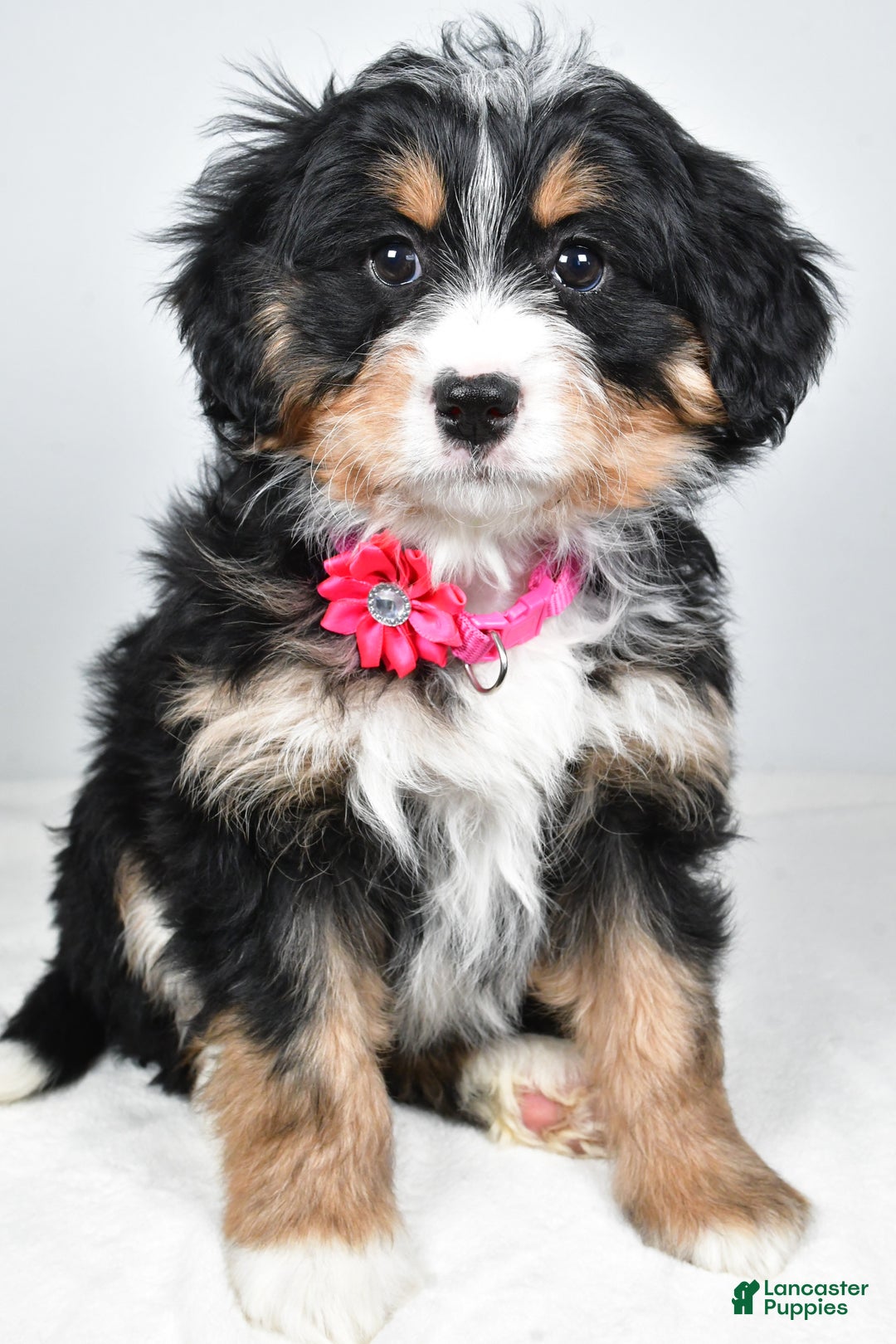 Mini Bernedoodle dogs for sale: Alisha - Ad 3