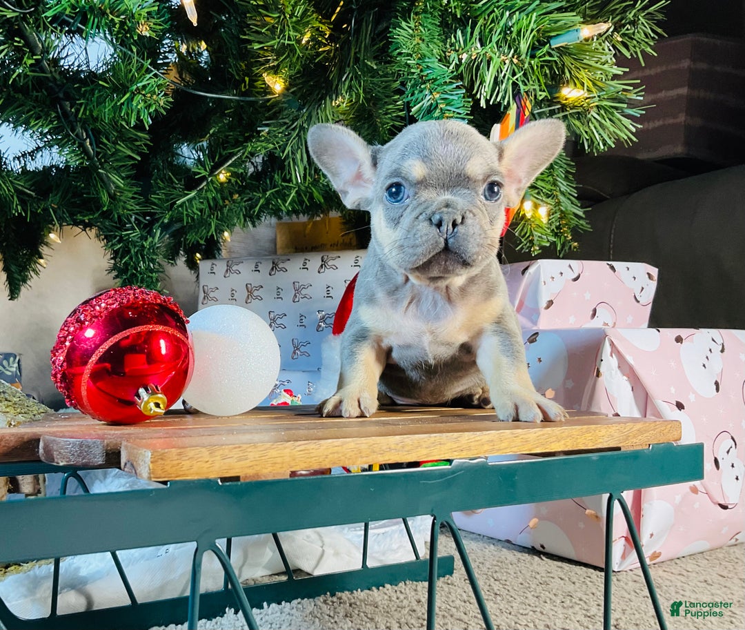French Bulldog dogs for sale: PABLO - Ad 6