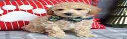 Miniature Poodle dogs for sale: Nicolas  - Ad 2