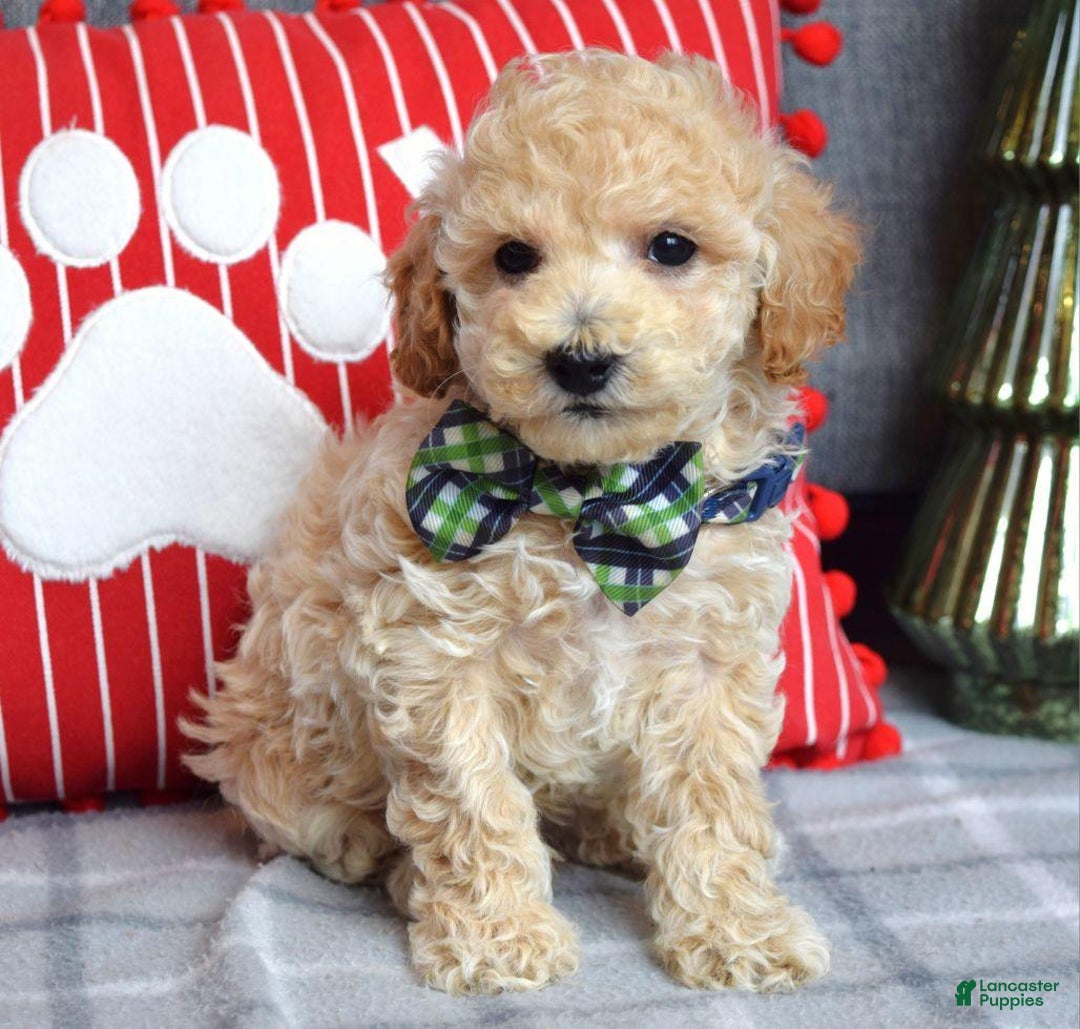 Miniature Poodle dogs for sale: Nicolas  - Ad 2