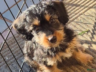 Yorkiepoo dogs Yorkiepoo Puppy 2 - Ad 35