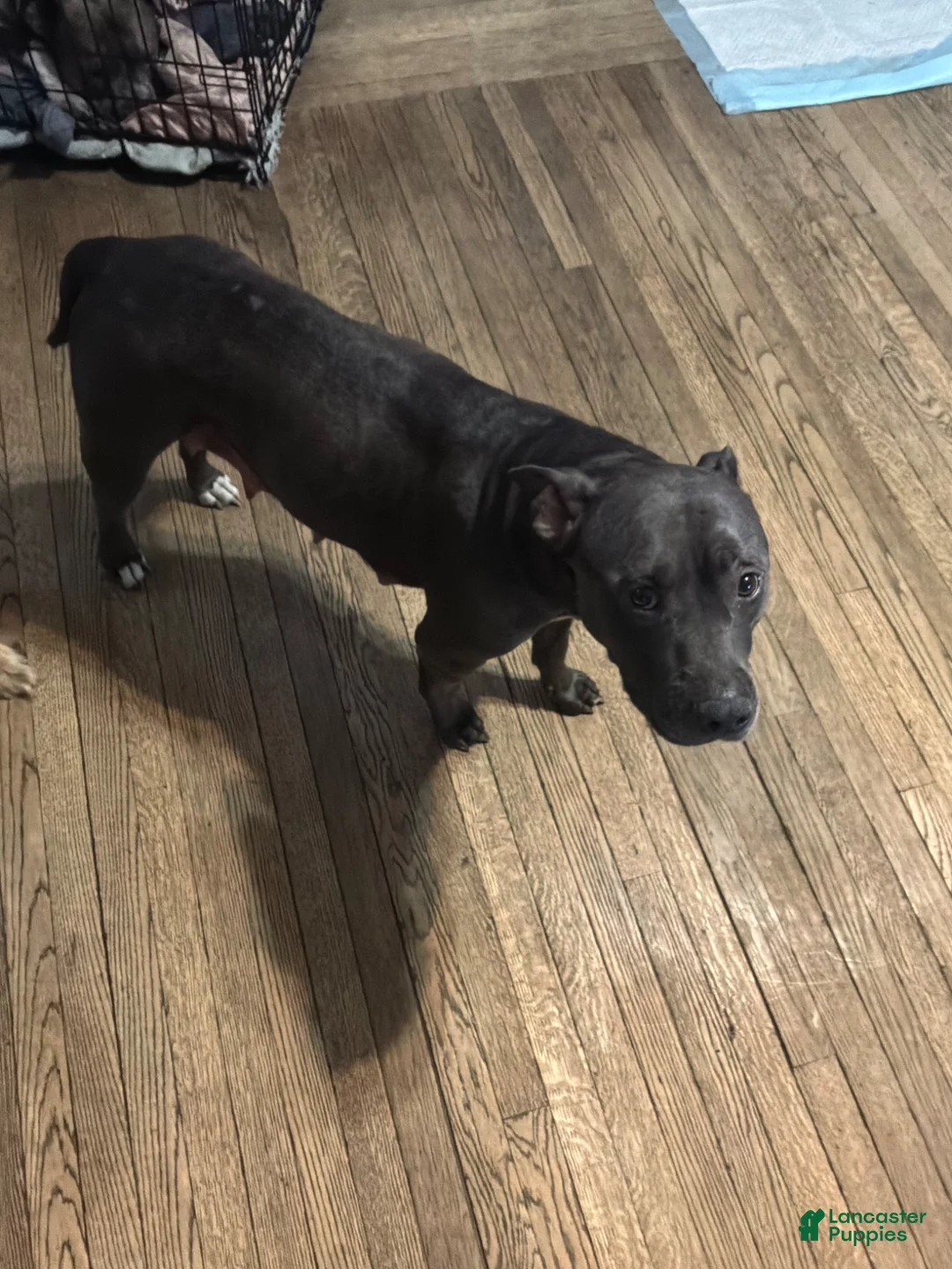 American Pit Bull Terrier dogs for sale: American Pit Bull Terrier Puppy 4 - Ad 2