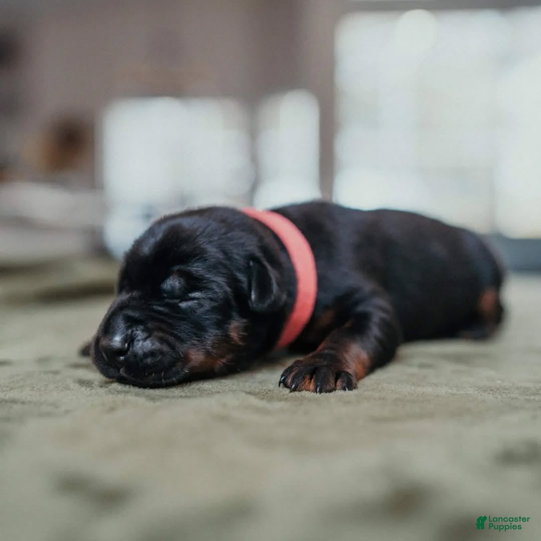 Doberman Pinscher dogs Titan Bones Royal Majesty  - Ad 17