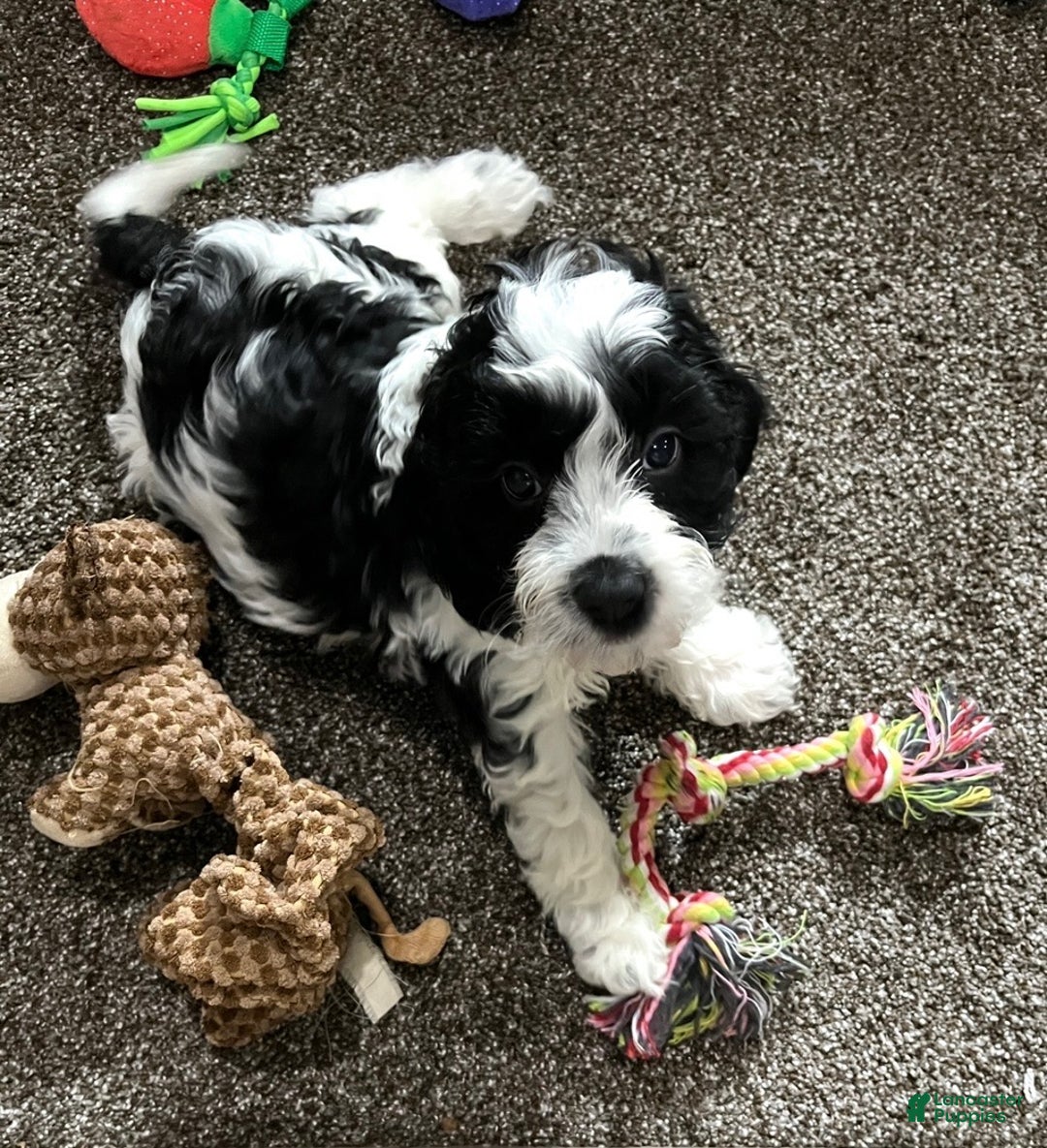 Cockapoo dogs for sale: Milo - Ad 8