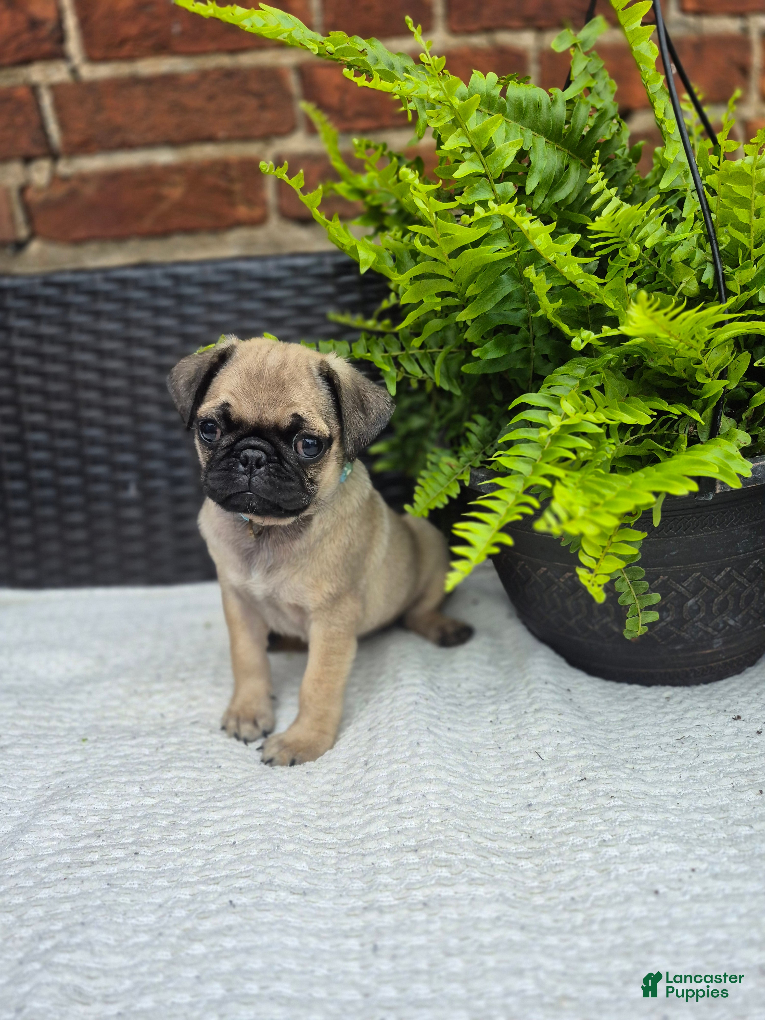 Pug dogs Kove - Ad 1