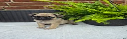 Pug dogs for sale: Kove - Ad 1