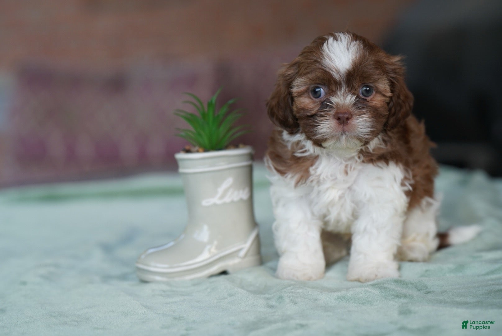 Shih Tzu dogs Male - Simon - Ad 2
