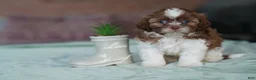 Shih Tzu dogs for sale: Male - Simon - Ad 2