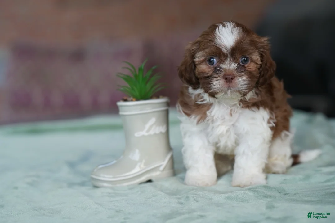 Shih Tzu dogs for sale: Male - Simon - Ad 2