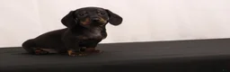 Dachshund dogs for sale: Lenard - Ad 8