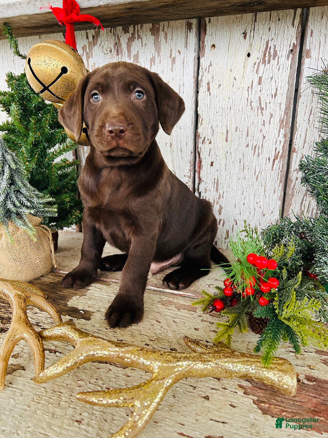 Labrador Retriever dogs for sale: Dancer - Ad 3