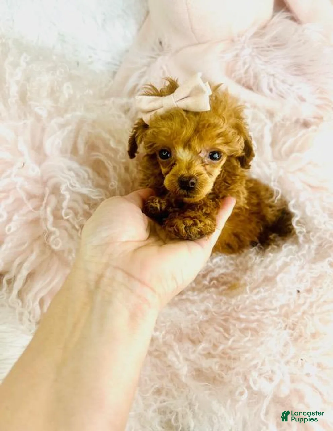Toy Poodle dogs for sale: Toy Poodle Puppy 1 - Ad 4