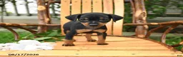 Miniature Pinscher dogs for sale: Daisy - Ad 3