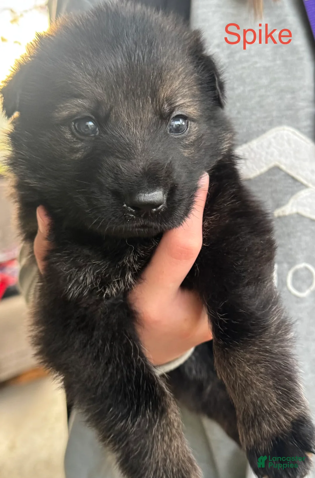 German Shepherd dogs for sale: Thor - Ad 8