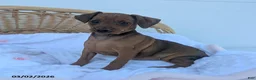 Miniature Pinscher dogs for sale: Rusty - Ad 1