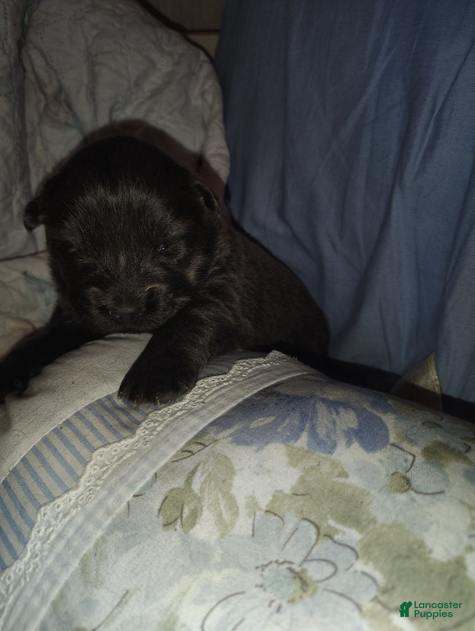 Chow Chow dogs Blue - Ad 1