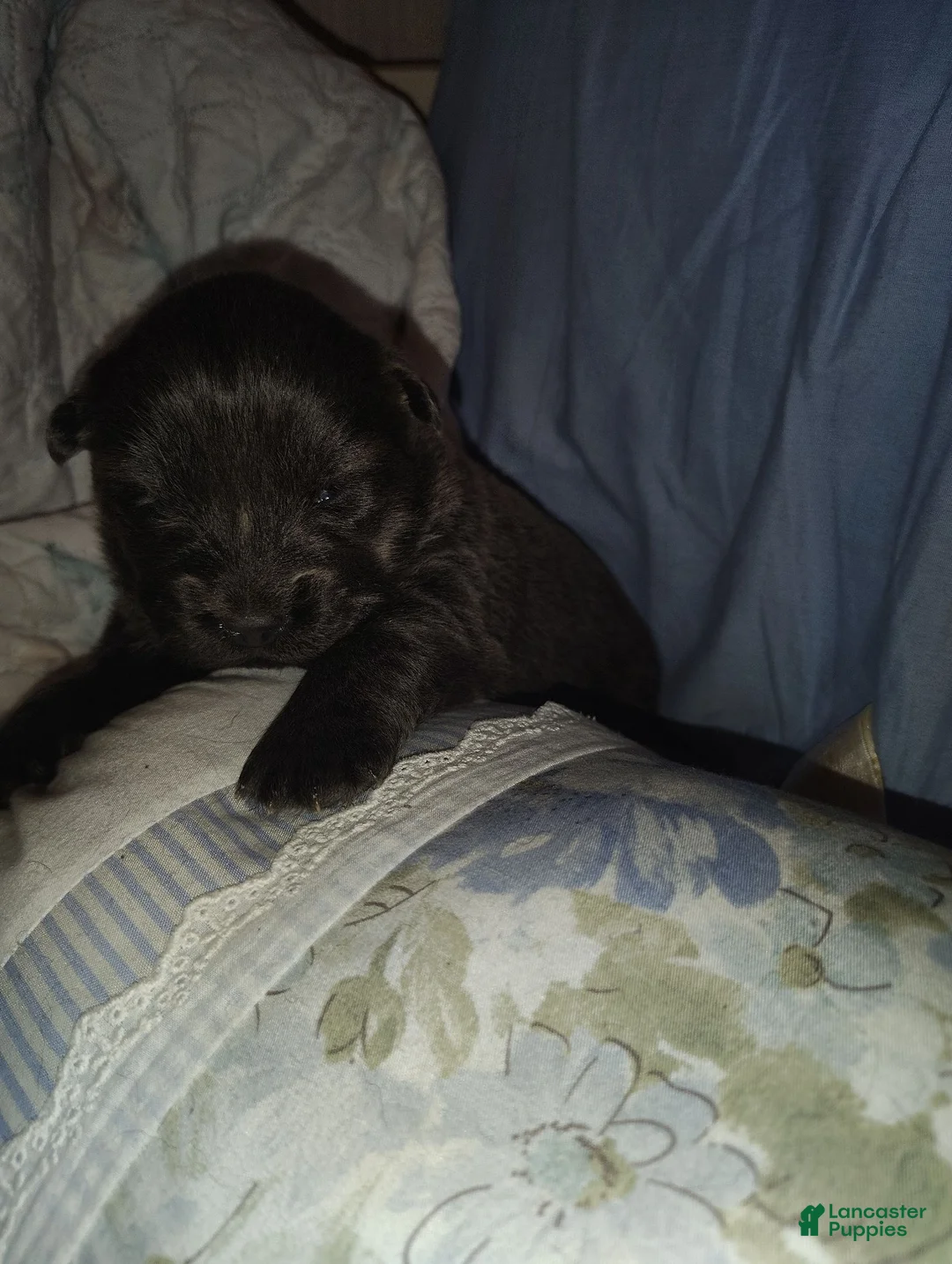 Chow Chow dogs for sale: Blue - Ad 1