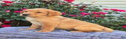 Labrador Retriever dogs for sale: Bronco - Ad 3