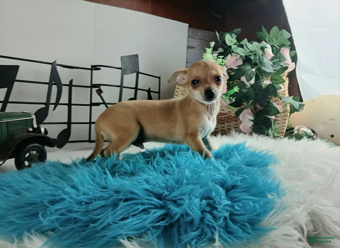 Chihuahua dogs for sale: Sparkles fawn boy, Nationwide delivery  - Ad 2