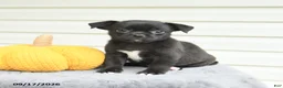 Mixed Breed dogs for sale: Sparkles - Ad 3