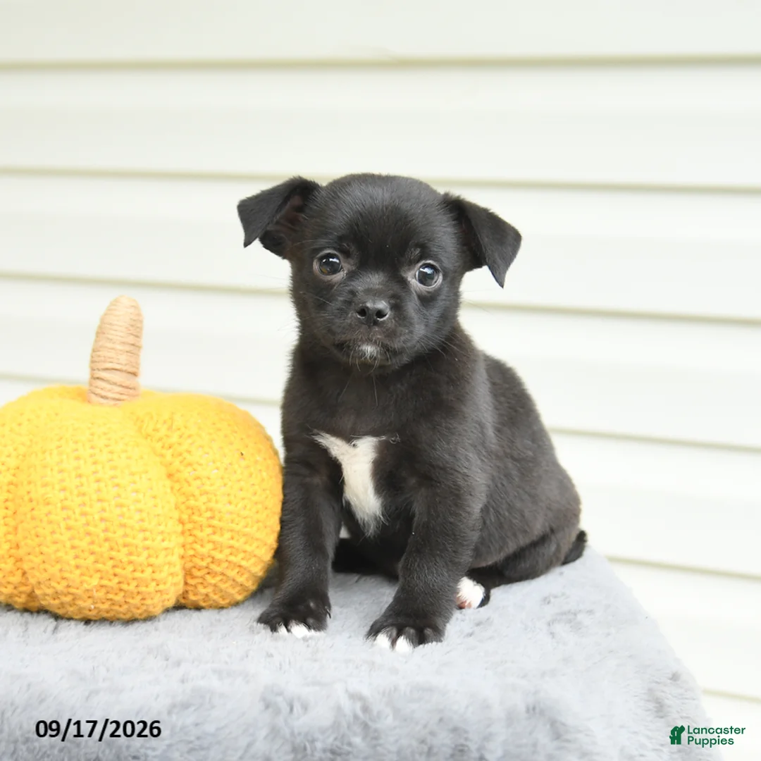 Mixed Breed dogs for sale: Sparkles - Ad 3