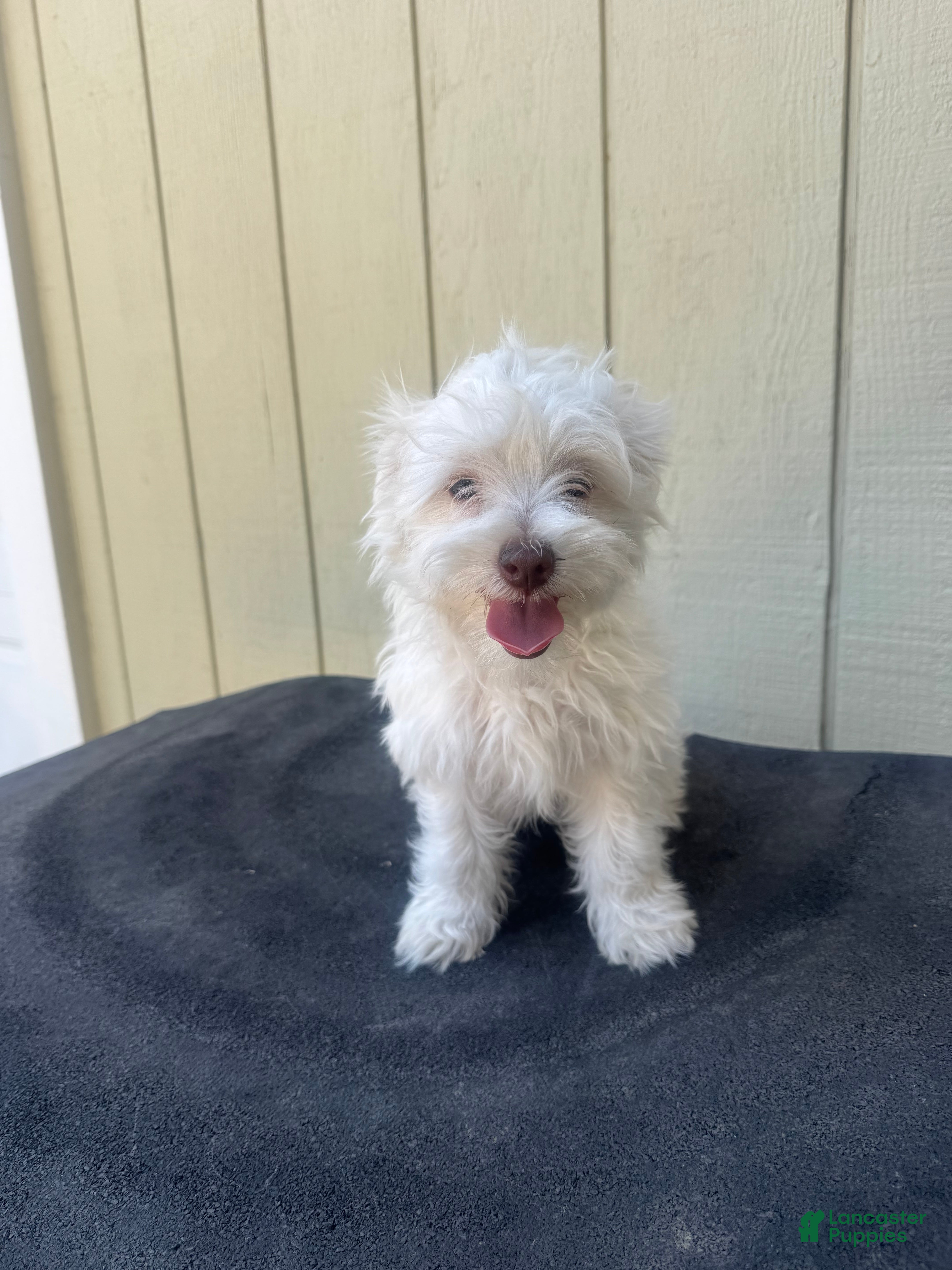 Maltipoo dogs Maltipoo 2 - Ad 9