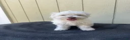 Maltipoo dogs for sale: Maltipoo 2 - Ad 1