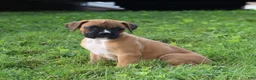 Boxer dogs for sale: Pedro - Ad 9