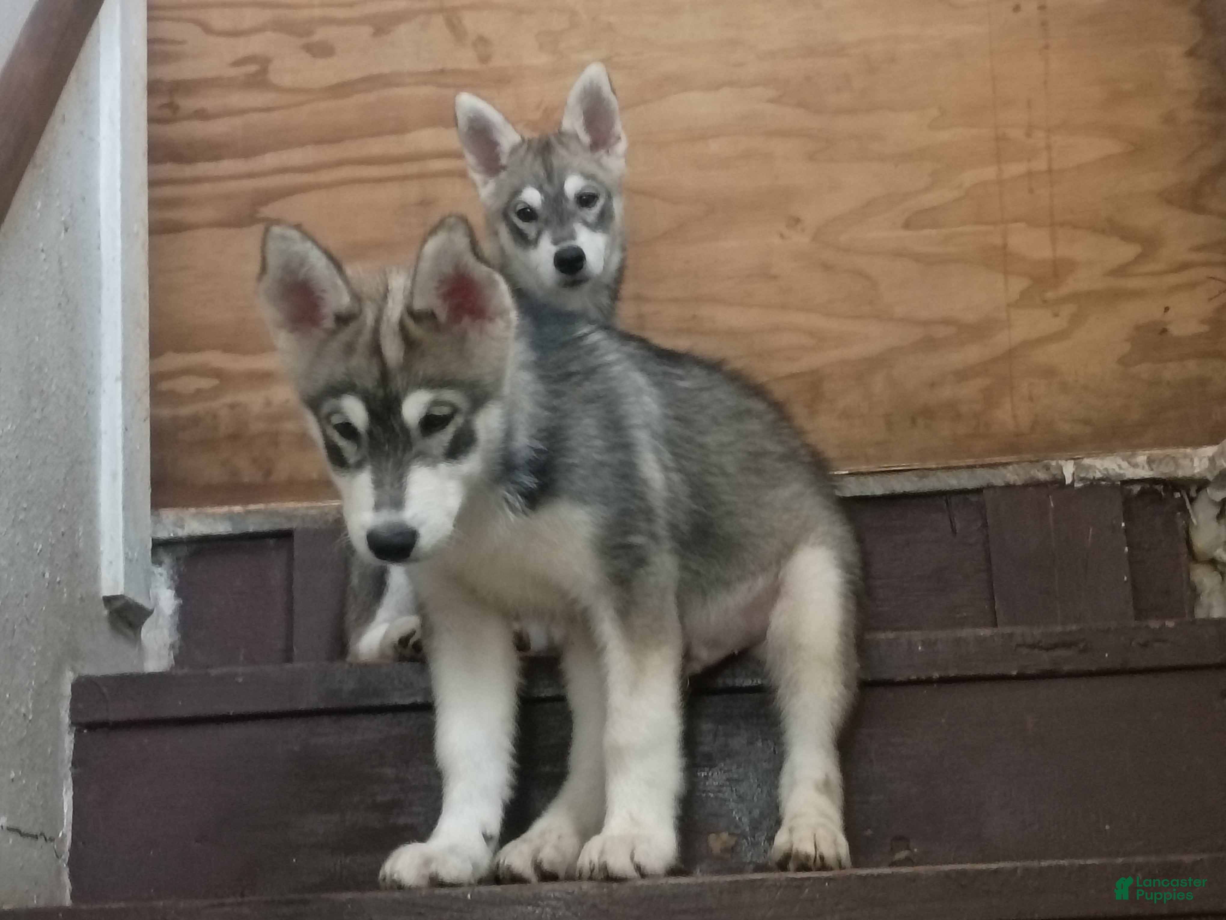 Siberian Husky dogs Big boy - Ad 22