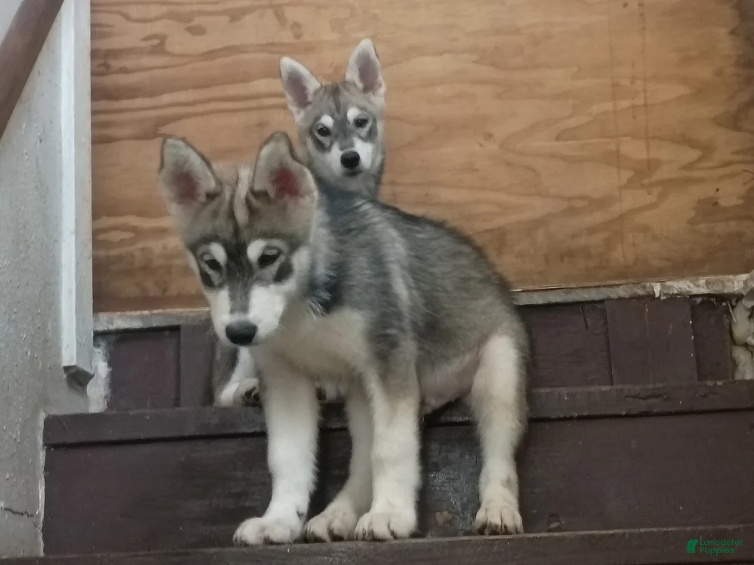Siberian Husky dogs for sale: Big boy - Ad 1