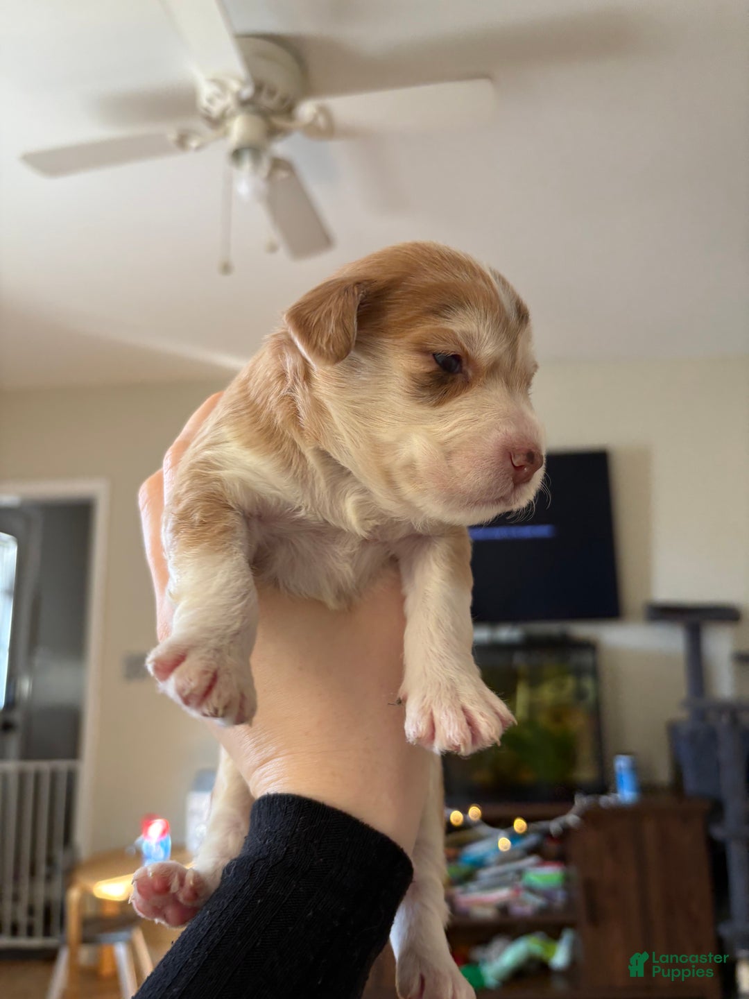 Mixed Breed dogs for sale: Amelie - Ad 3