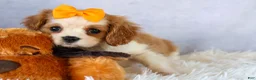 Cavalier King Charles Spaniel dogs for sale:  Nova🎀 - Ad 17