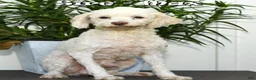 Mini Bernedoodle dogs for sale: Leo - Ad 11