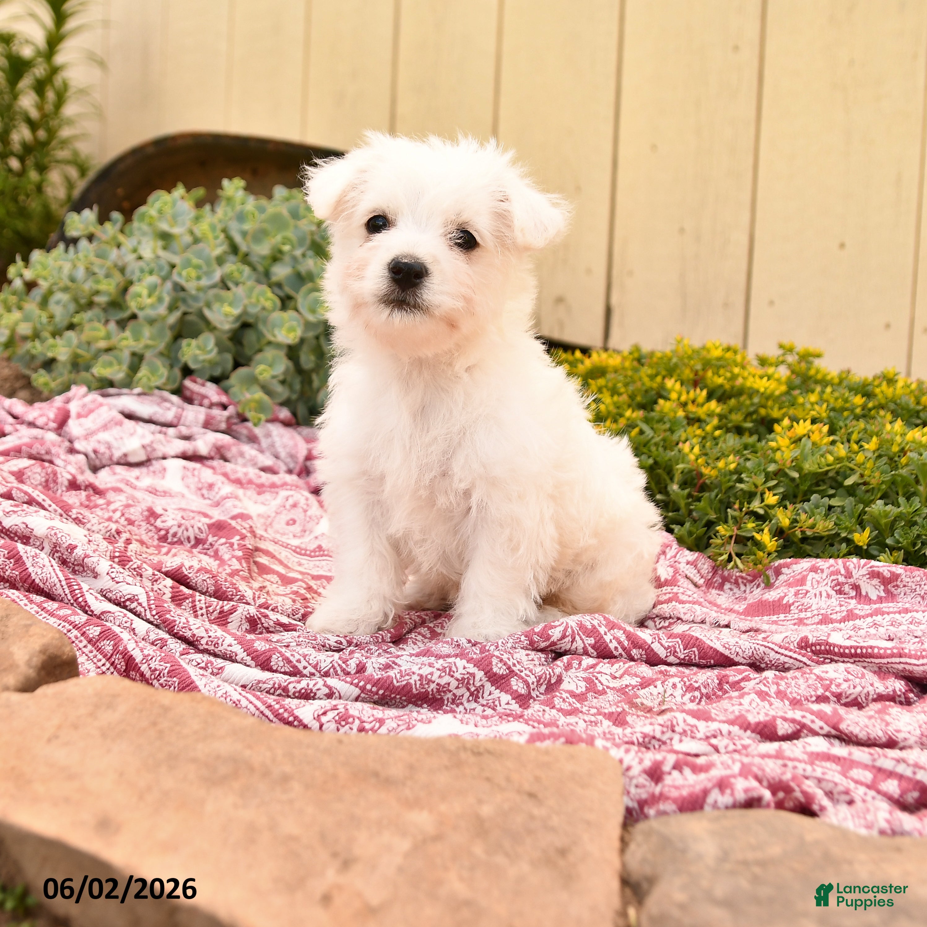 Westiepoo dogs Queenie - Ad 1