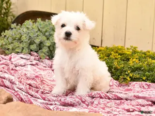 Westiepoo dogs for sale: Queenie - Ad 4
