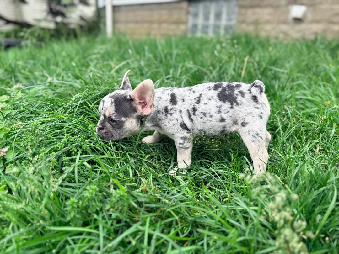 French Bulldog dogs for sale: Nico Poco - Ad 2