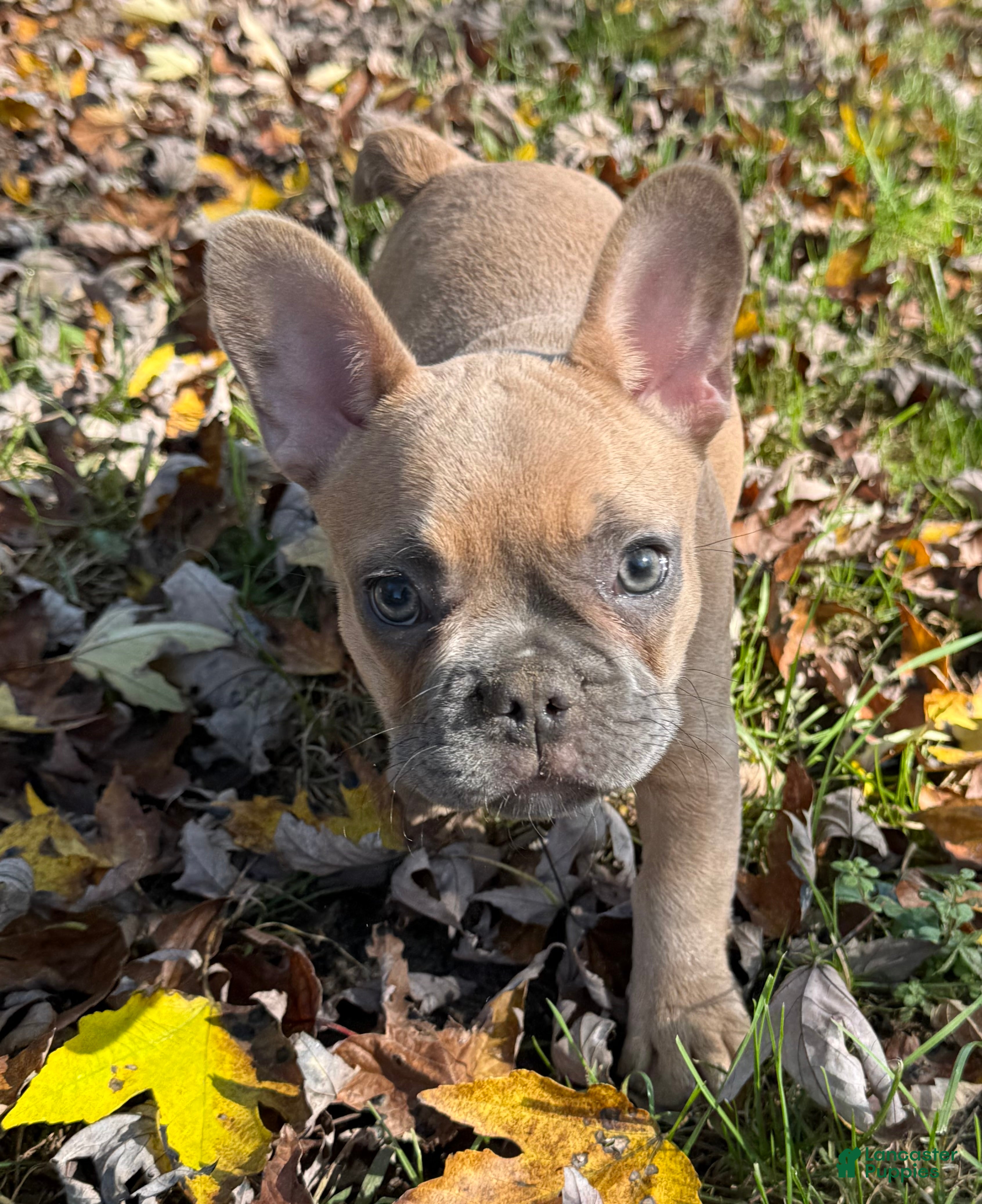 French Bulldog dogs for sale: Carmel  - Ad 1