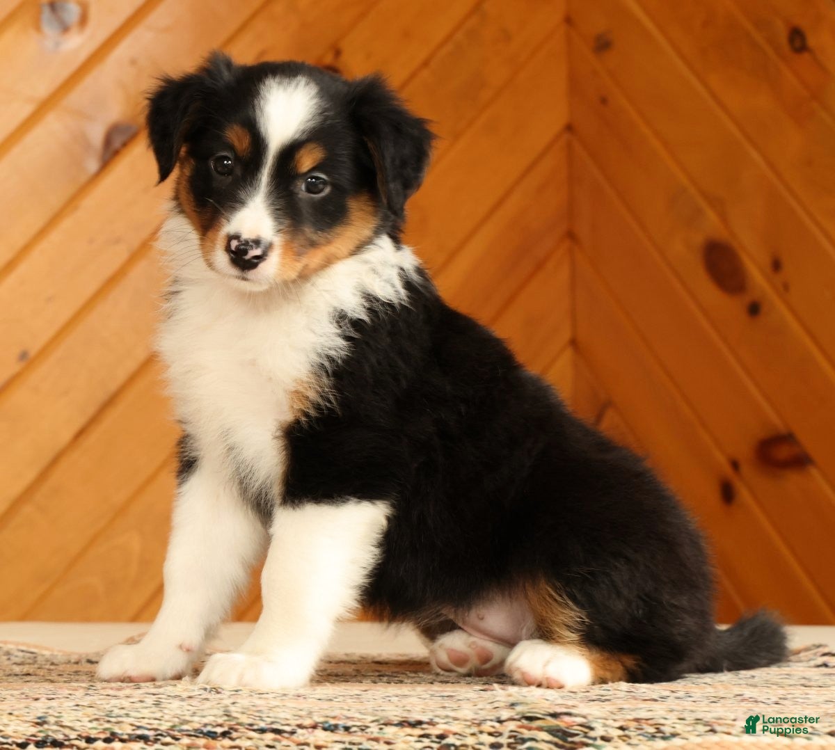 Australian Shepherd dogs Brittany - Ad 2
