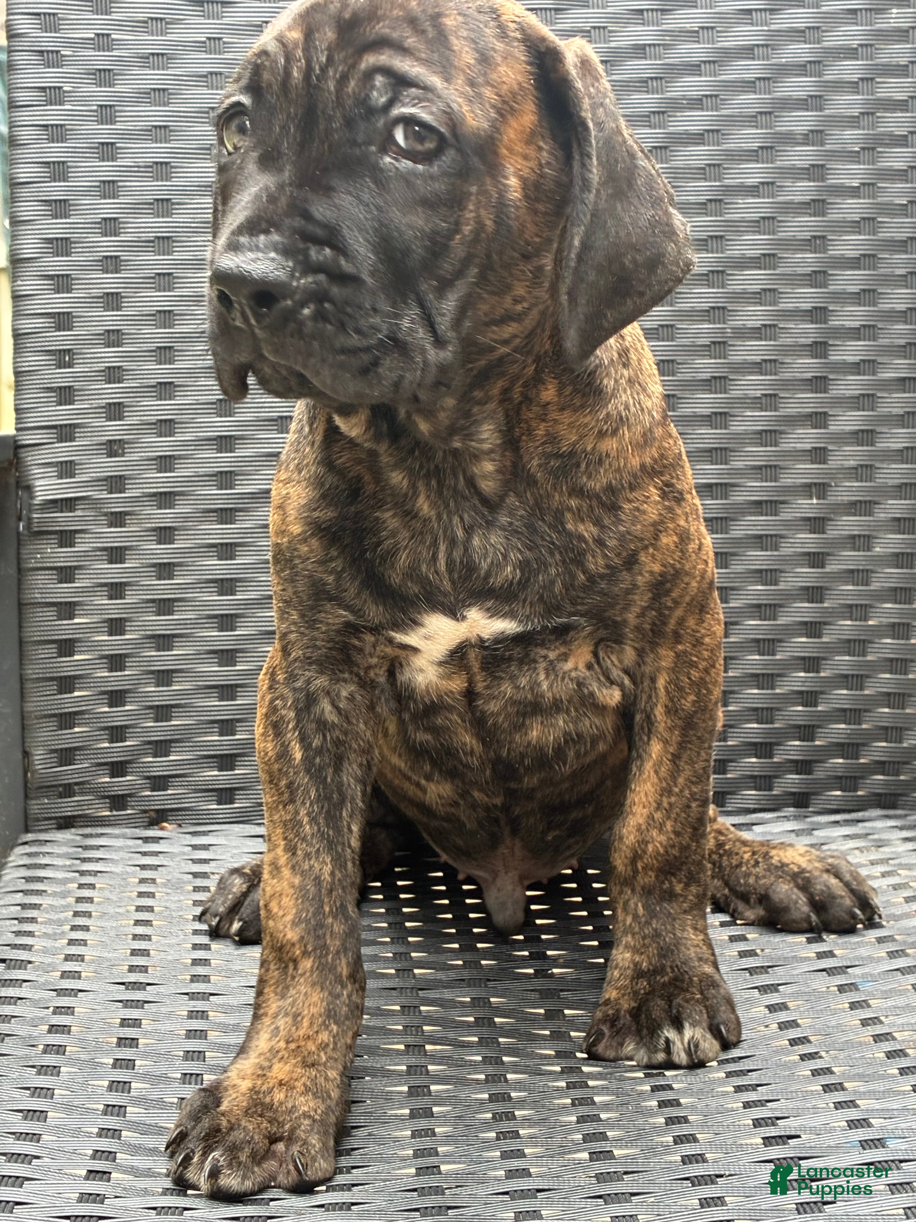 Cane Corso dogs Cane Corso Black/Chestnut Brindle - Ad 34