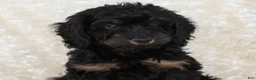 Goldendoodle dogs for sale: Teddy - Ad 6