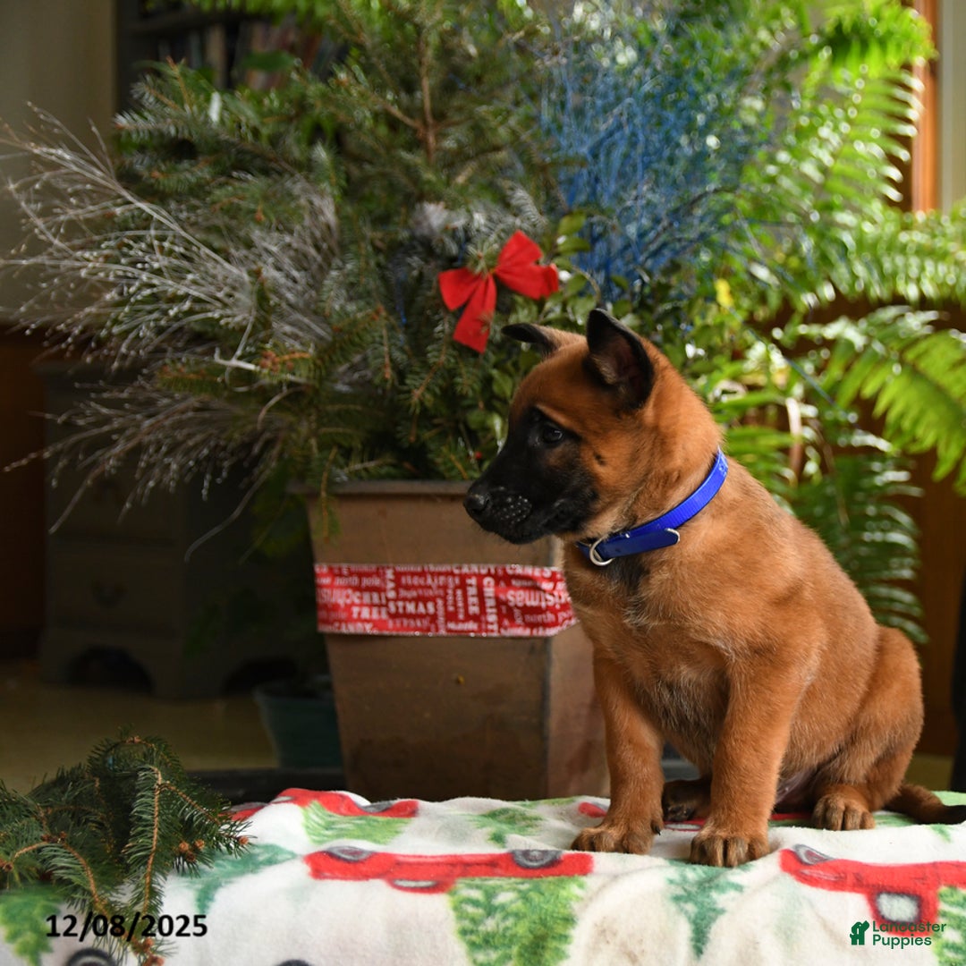 Belgian Malinois dogs for sale: Blueberry - Ad 2