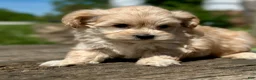 Maltipoo dogs for sale: Daisy - Ad 3